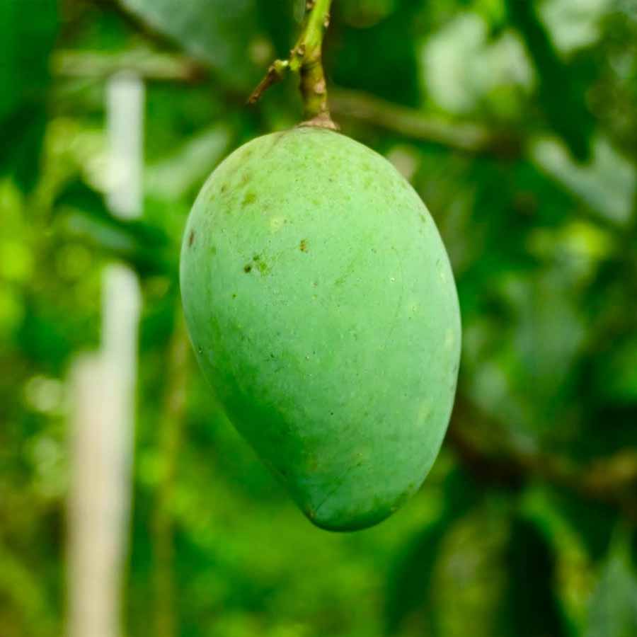 চম্পা। মুর্শিদাবাদের আম। চম্পা আমের গন্ধ চম্পক বা চাঁপা ফুলের মতোই মিষ্টি। তবে নামকরণের কারণ সেই গন্ধ নয়, এক সুন্দরী নারী। তাঁর নাম চম্পা। তিনি ছিলেন মোগল দরবারের গণিকা। যাঁর রূপে মুগ্ধ হয়েছিলেন মুর্শিদাবাদের নবাব। তাঁরই নামে আমের নামকরণ হয় 'চম্পা'।