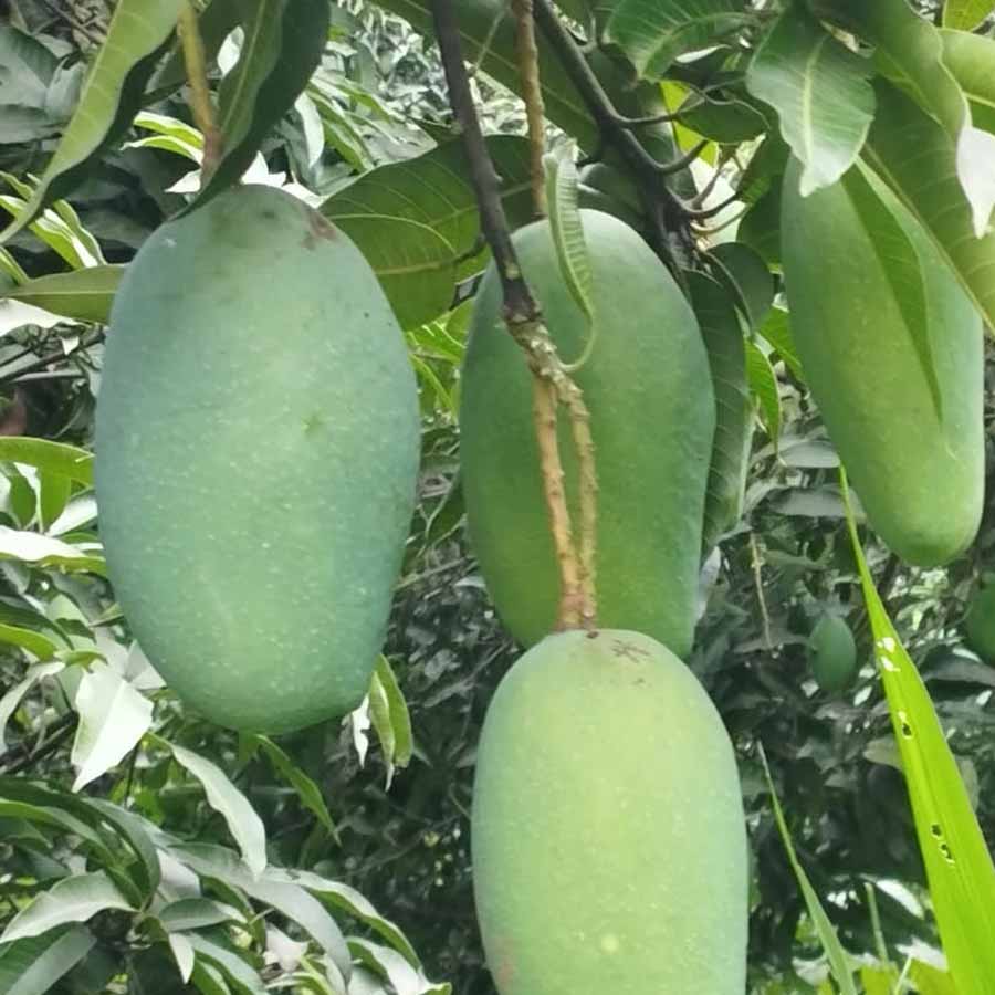 বৈশাখী। আম পাকার সময়েই নামকরণ আমের। অধিকাংশ আমই পাকতে শুরু করে জ্যৈষ্ঠের মাঝামাঝি সময় থেকে। তবে এই আমটি চৈত্র মাসের শেষ বা বৈশাখ মাসের শুরুতেই পেকে যায়। গ্রীষ্ম ঋতুর প্রথম মাসেই আম খাওয়ার আশ মেটায় বলে বাংলা ক্যালেন্ডারের প্রথম মাসের নামেই এর নাম।