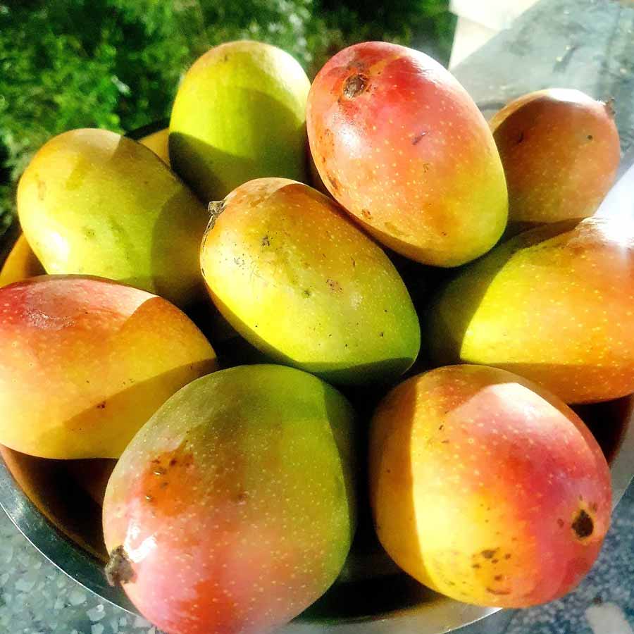 সিঁদুরি। দেখে মনে হবে পাকা আমের গাঢ় হলুদ রঙের উপর অনেকখানি সিঁদুর ছড়িয়ে দিয়েছে কেউ। এতটাই গাঢ় লাল রং। সেই রঙের জন্য আমের অমন নাম।   