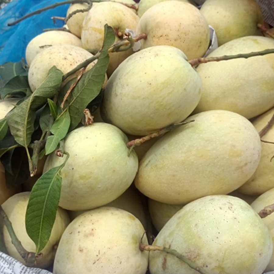 আশ্বিনা। এই আমের নামও বাংলা মাসের নামেই। প্রায় সমস্ত আম যখন বাজার থেকে যেতে বসেছে, তথন এই আম পাকে। বর্ষা পর্যন্ত গাছেই থাকে আশ্বিনা। পাকে শরতে। ভাদ্র-আশ্বিন মাসই এই আম পাকার সময়। সেপ্টেম্বরেও এই আম পাওয়া যায়। 