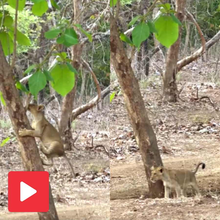 Adorable Video shows lion cub in Gir climbs tree, then come down