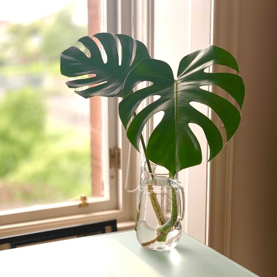 No Soil, No Mess, 3 Stunning Indoor Plants to Beautify Your Home Hassle-Free Dgtl