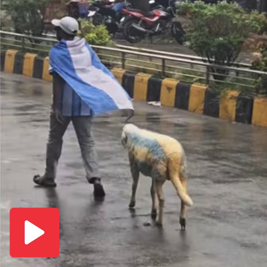 Video claims bangladesh man walking down streets with an Argentina flag coloured sheep goes viral dgtl