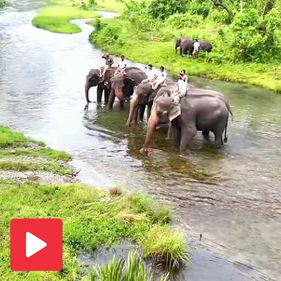 Video shows forest rangers doing Yoga on Elephants at Jaldapara