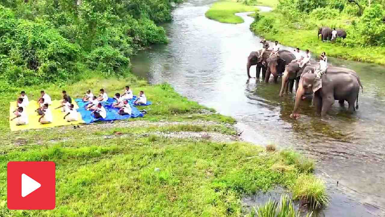 Video shows forest rangers doing Yoga on Elephants at Jaldapara