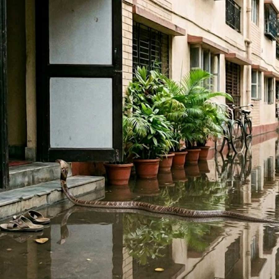 বাড়িতে সাপ ঢুকে পড়লে প্রথম লক্ষ্য হওয়া উচিত, নিরাপদে তাকে বেরিয়ে যেতে দেওয়া।