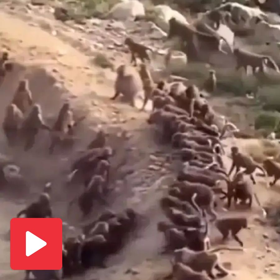 monkey fight