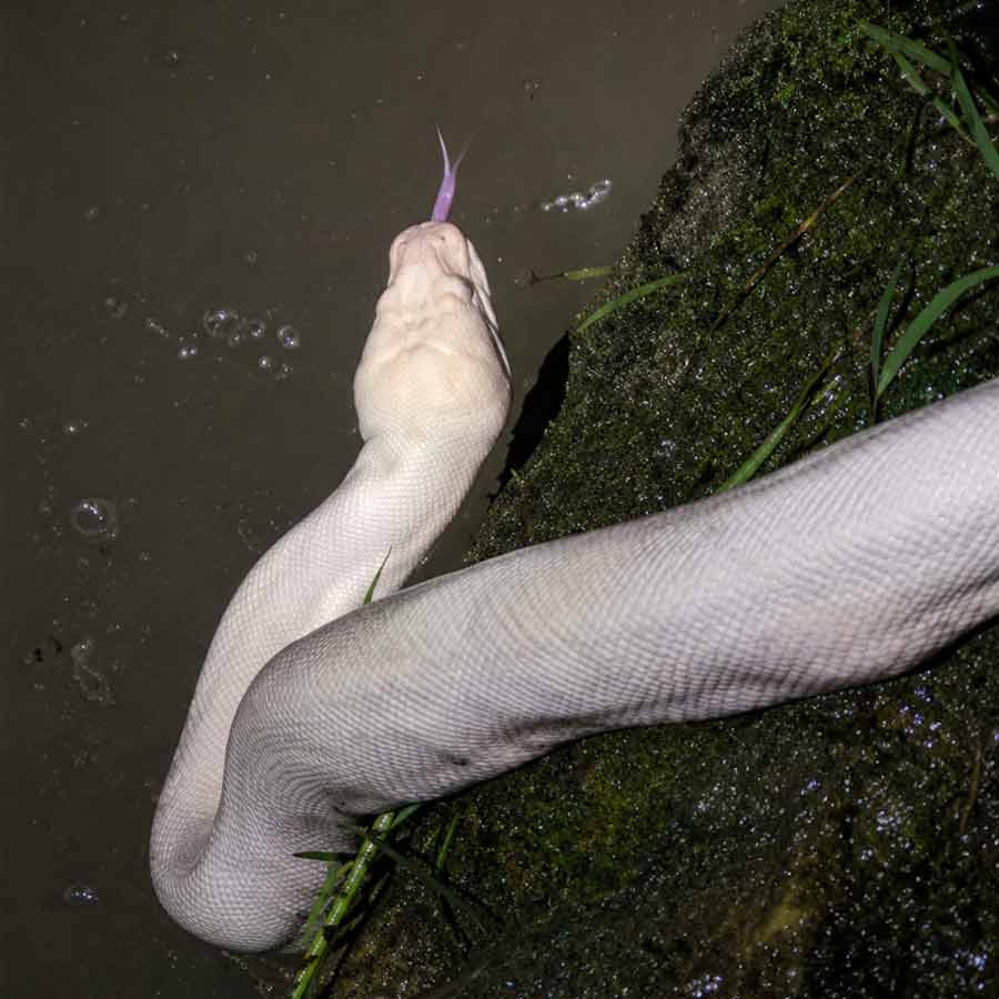 Alleged Albino Python seen at the bank of Tista River in Darjeeling District dgtld