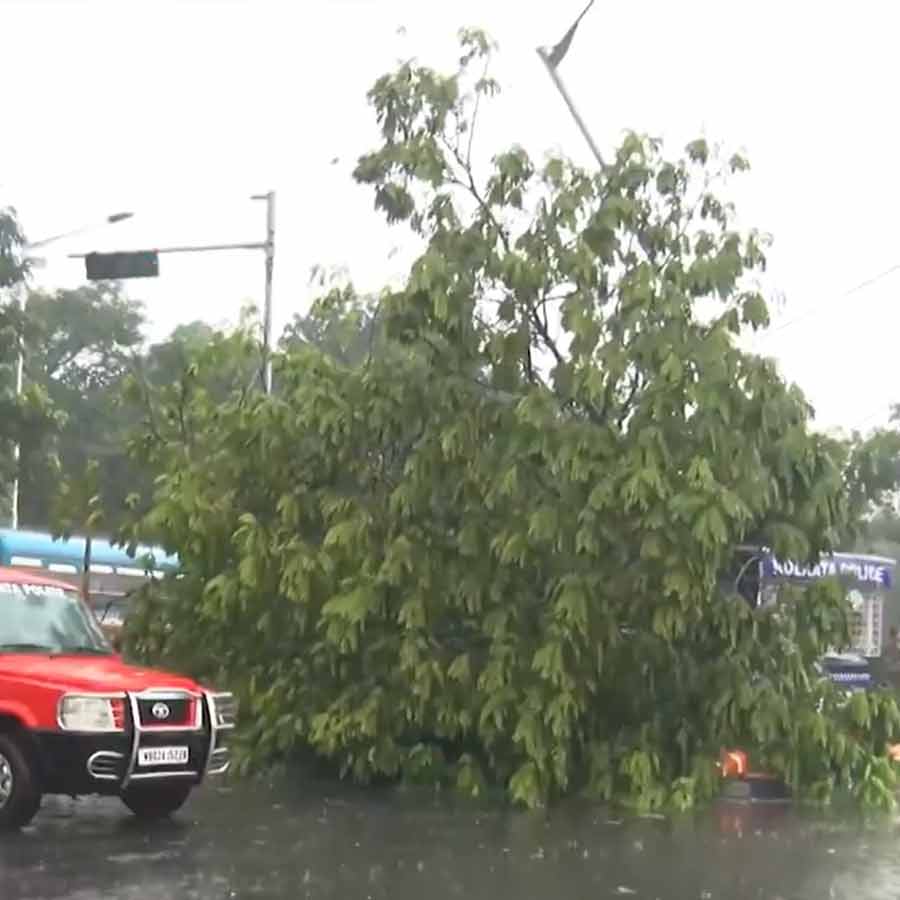 কলকাতার রাস্তা পড়ে রয়েছে গাছ।