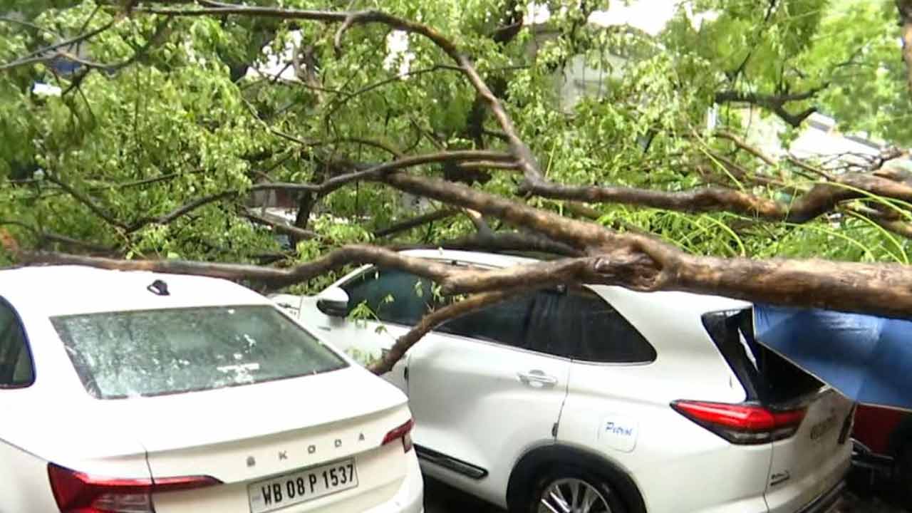 হাই কোর্ট চত্বরে গাড়ির উপরে ভেঙে পড়েছে গাছ।