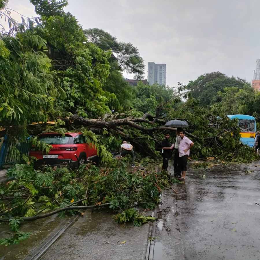 Rain lashes in Kolkata and several districts of South Bengal, trees uprooted dgtl