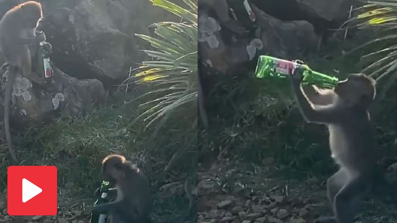 Video shows monkeys drinking something from beer bottle, sparks debate in internet