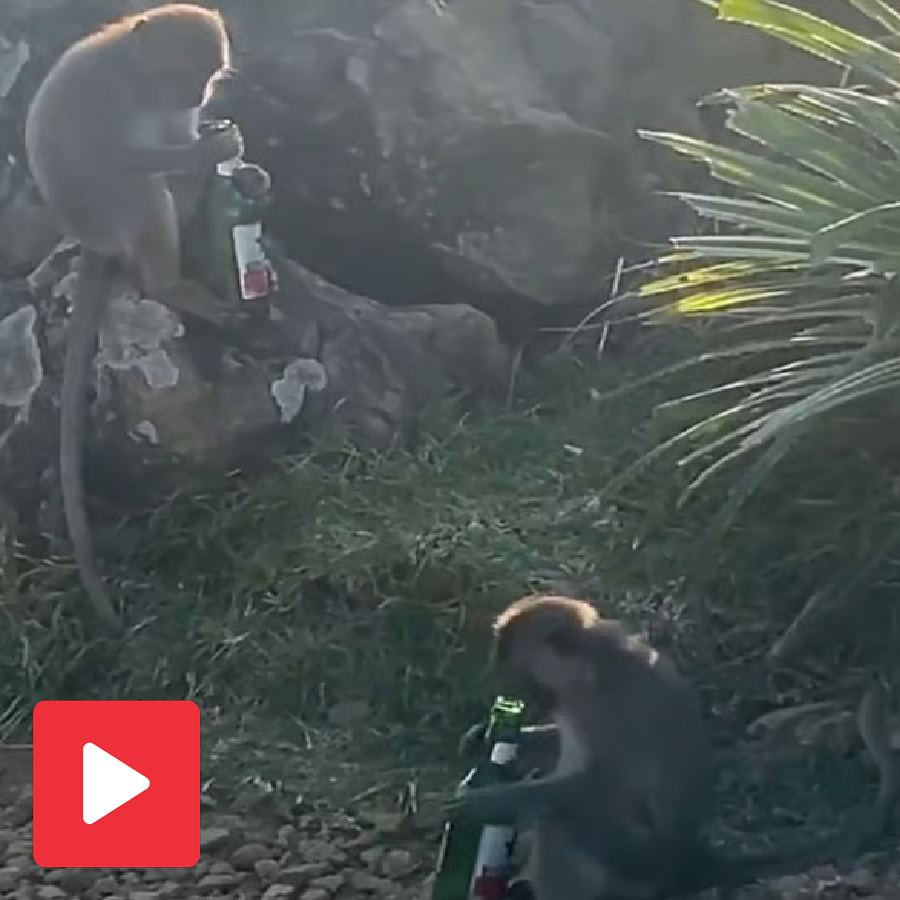 Video shows monkeys drinking something from beer bottle, sparks debate in internet