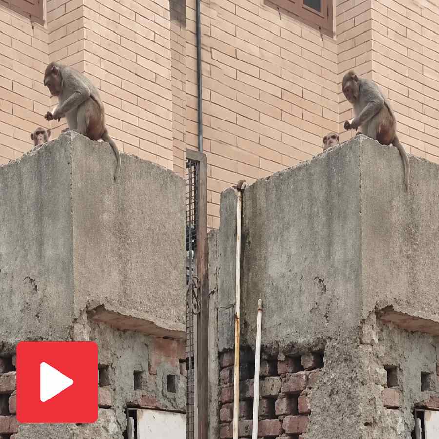 A video of a monkey returned mobile after a fruit deal went viral dgtl