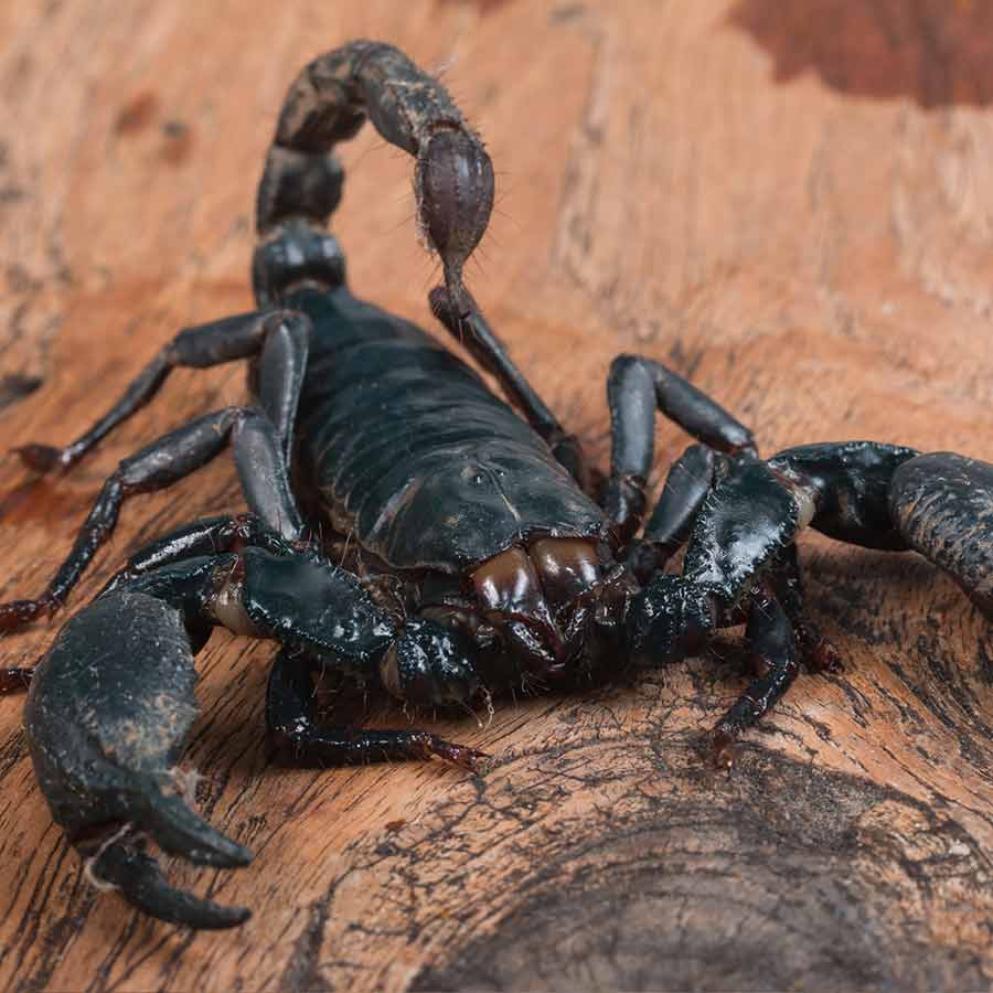 Scientists now finally identified the largest documented species of Scorpions dgtl