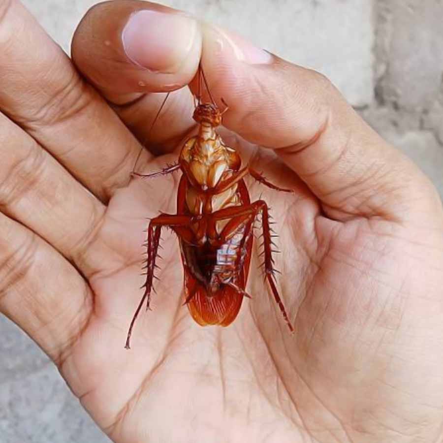 আরশোলার টেম্পুরা: ‘আরশুলা মুখে দিয়ে সুখে খায় চীনারা,  কত কি যে খায় লোকে নাহি তার কিনারা।’ ‘খাইখাই’ ছড়ায় লিখেছিলেন সুকুমার রায়। বাস্তবেও রয়েছে এমন খাবার। চিনা রেস্তরাঁয় গিয়ে প্রণ টেম্পুরা নিশ্চয়ই খেয়েছেন, তবে চিংড়ির বদলে যদি আরশোলার টেম্পুরা পরিবেশন করা হয়, তা হলে অনেকেই হয়তো টেবিল ছেড়ে উঠে পড়তে পারেন। তবে চিনাদের কাছে আরশোলার টেম্পুরা বড় প্রিয়।