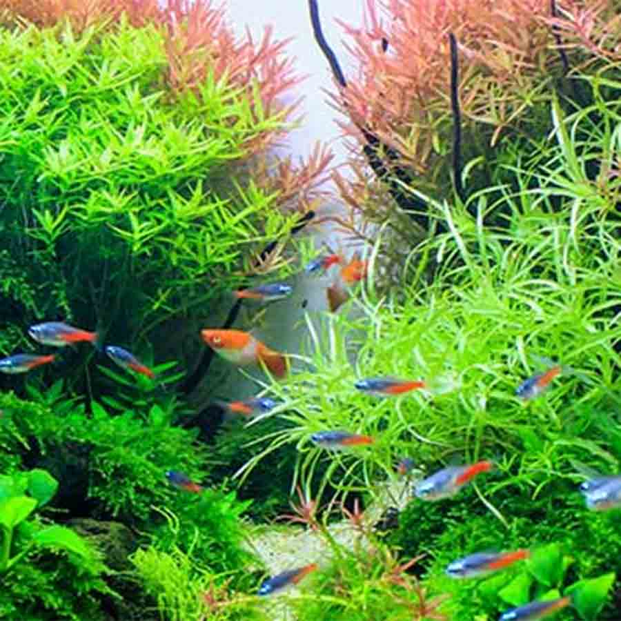 Popularity of Planted Aquarium