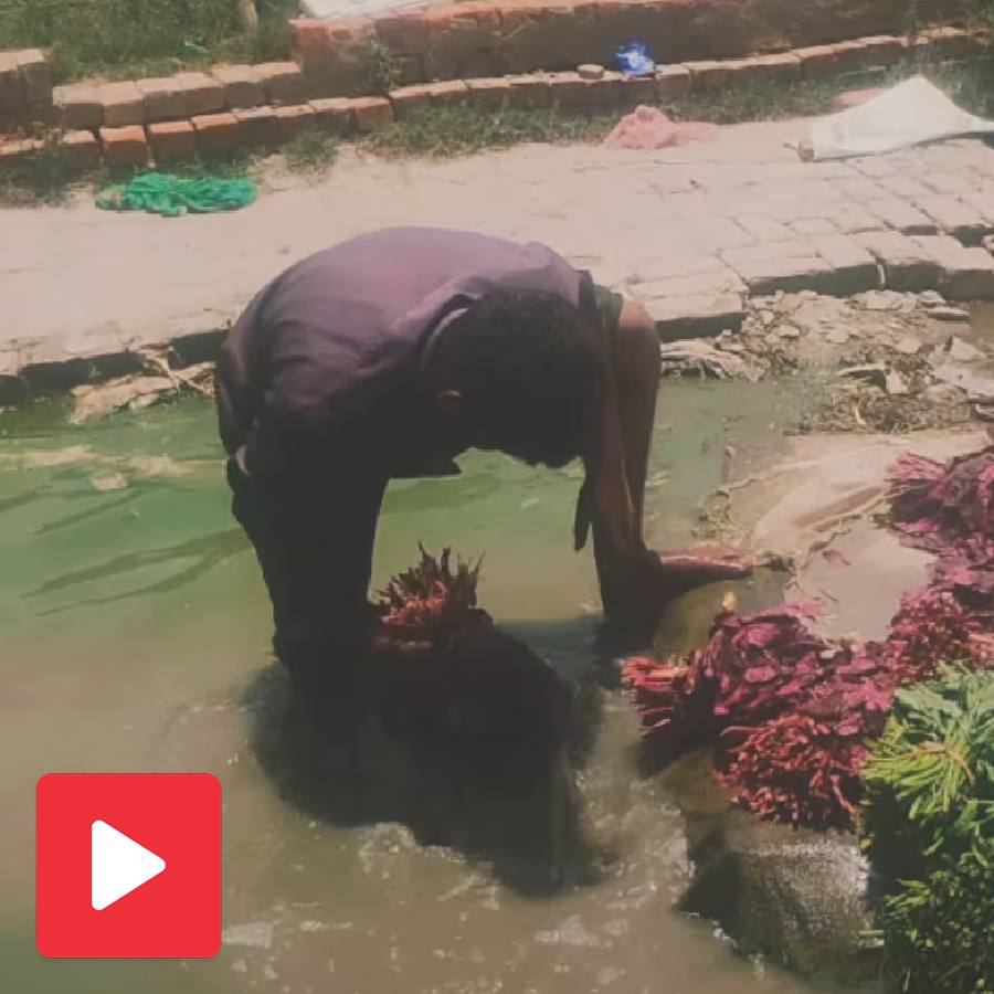 Netizens react after video of vegetables being cleaned with dirty pond water in Noida goes viral dgtl