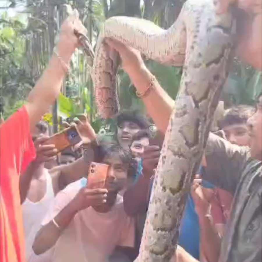 Python harassed in Jalpaiguri’s village sparks controversy dgtld
