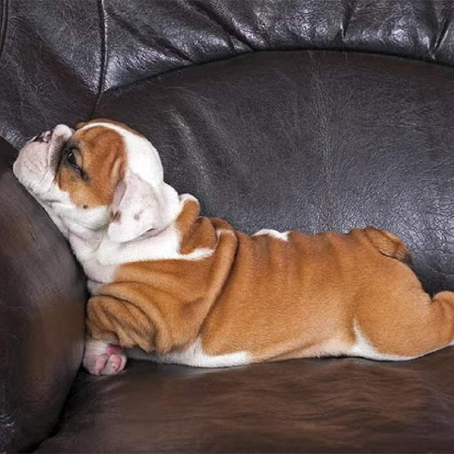 Do Cats and Dogs Dream? What Science Reveals About Your Pet's Secret Sleep Cycles dgtl