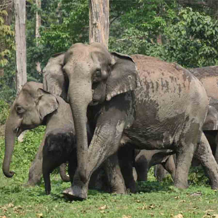 A herd of Elephants oaming in the villages of North Bengal