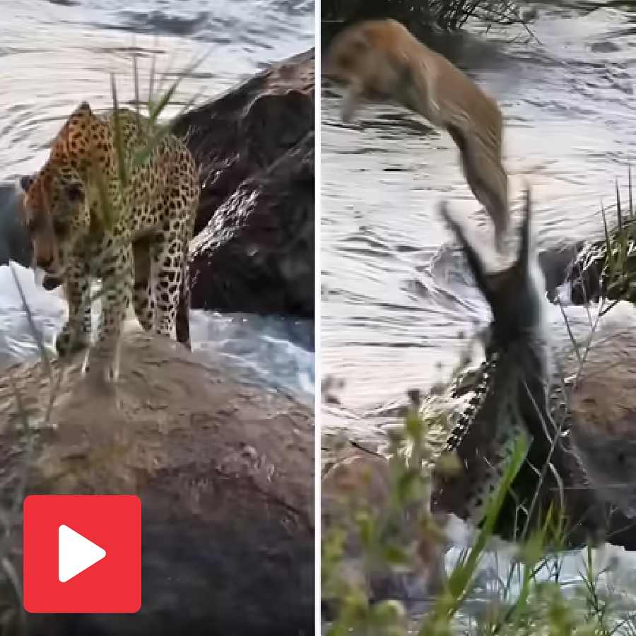 Video shows leopard saves himself miraculously from crocodile attack