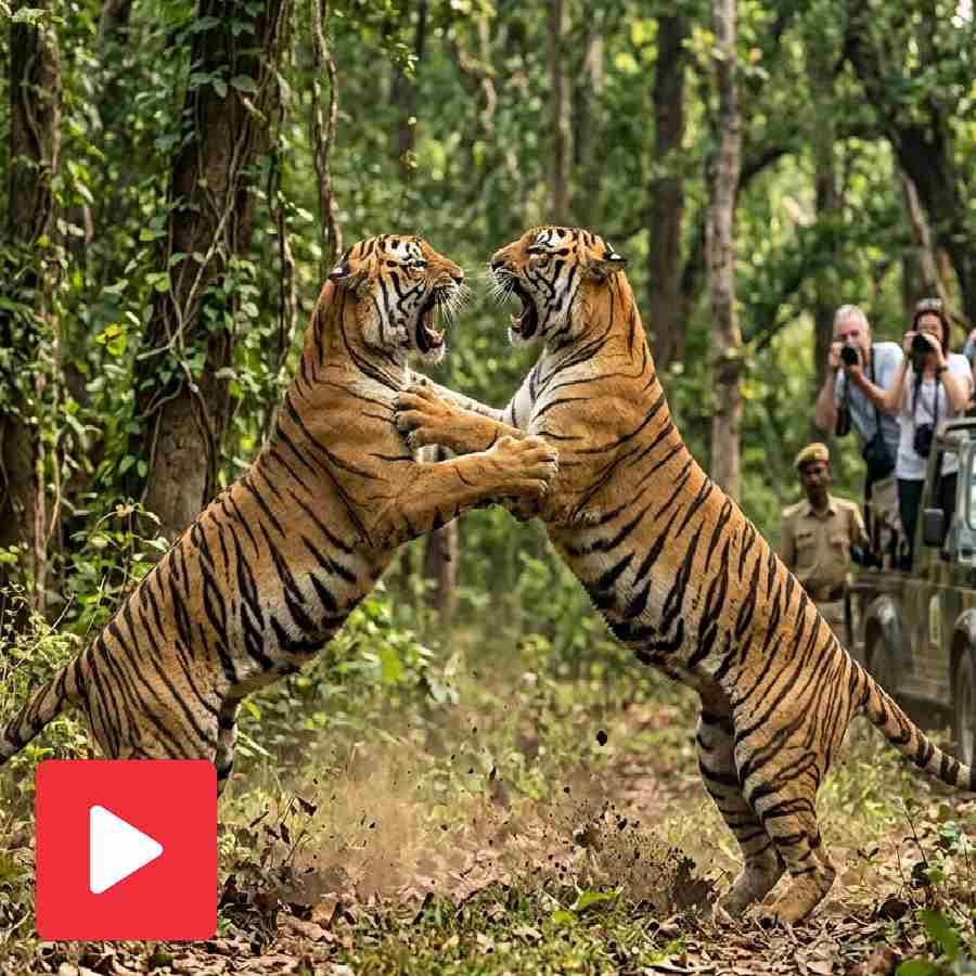 Video shows two tiger fighting with each other in jungle