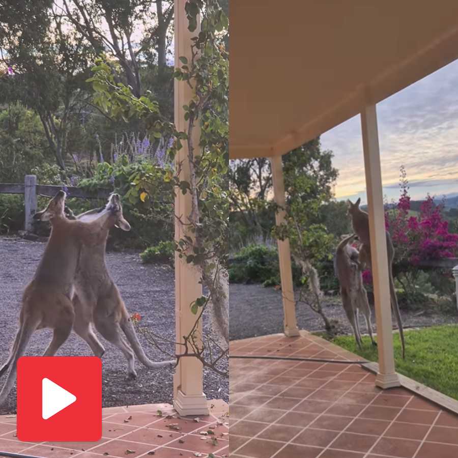 Video shows two kangaroos fighting in the lawn of a house like boxers
