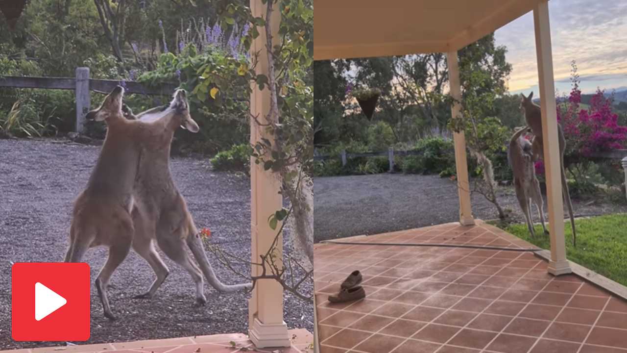 Video shows two kangaroos fighting in the lawn of a house like boxers