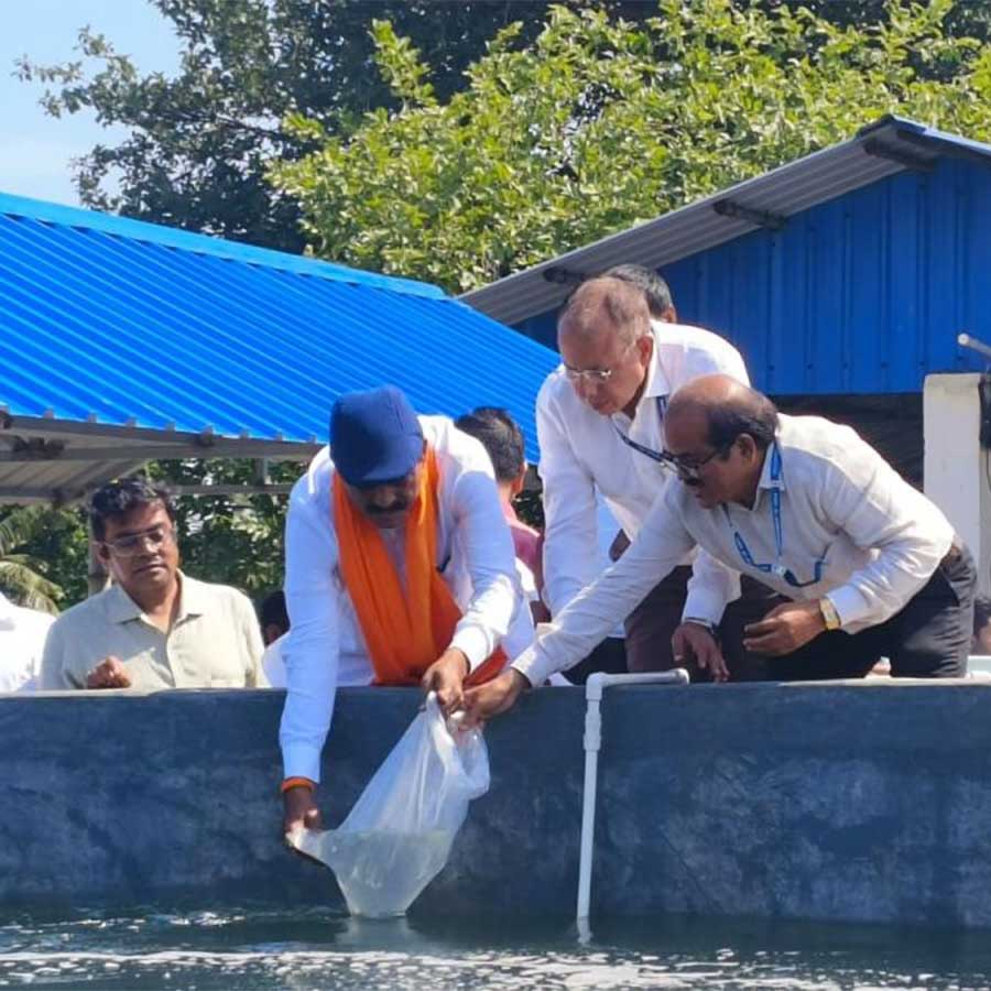 গবেষণাগারে ছাড়া হচ্ছে ইলিশের পোনা।