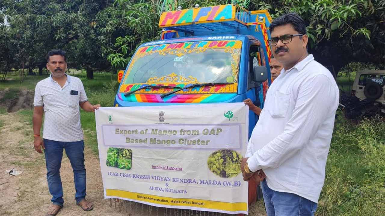 বাক্সবন্দি আম গাড়ি করে বিদেশে পাঠানোর আগে মালদহের বাগানে।