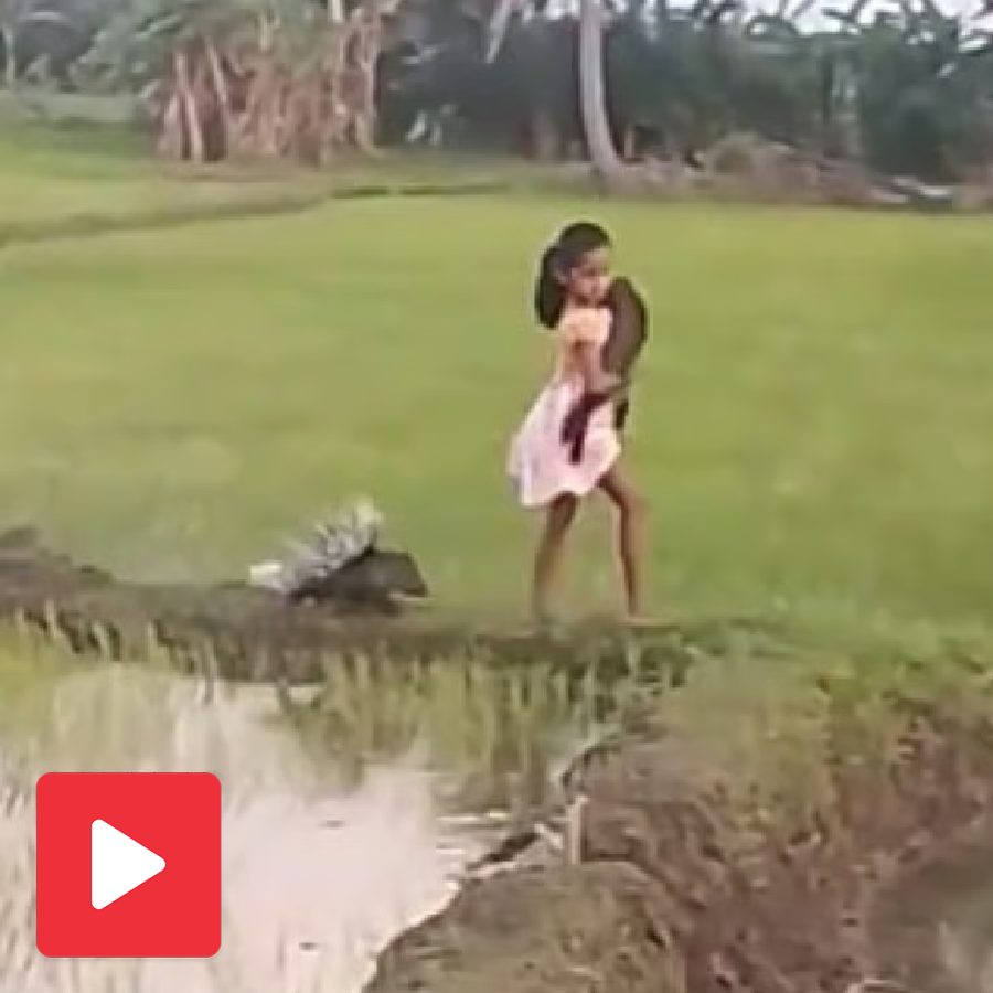 Video shows girl walking through paddy fields with a porcupine, internet reacts