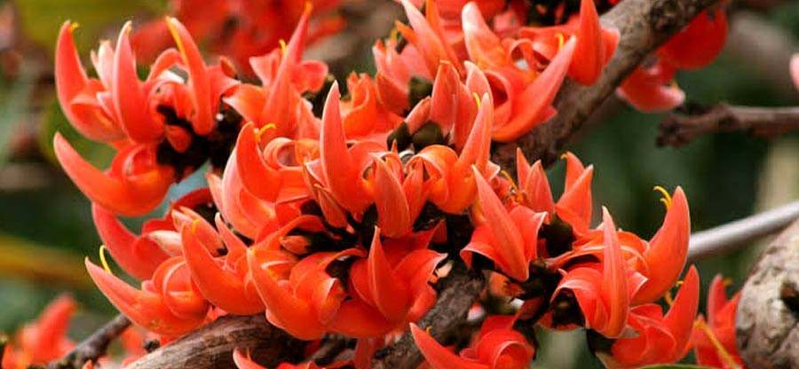 A lookback into the relation of Dolyatra and estrangement in Bengali life flow 