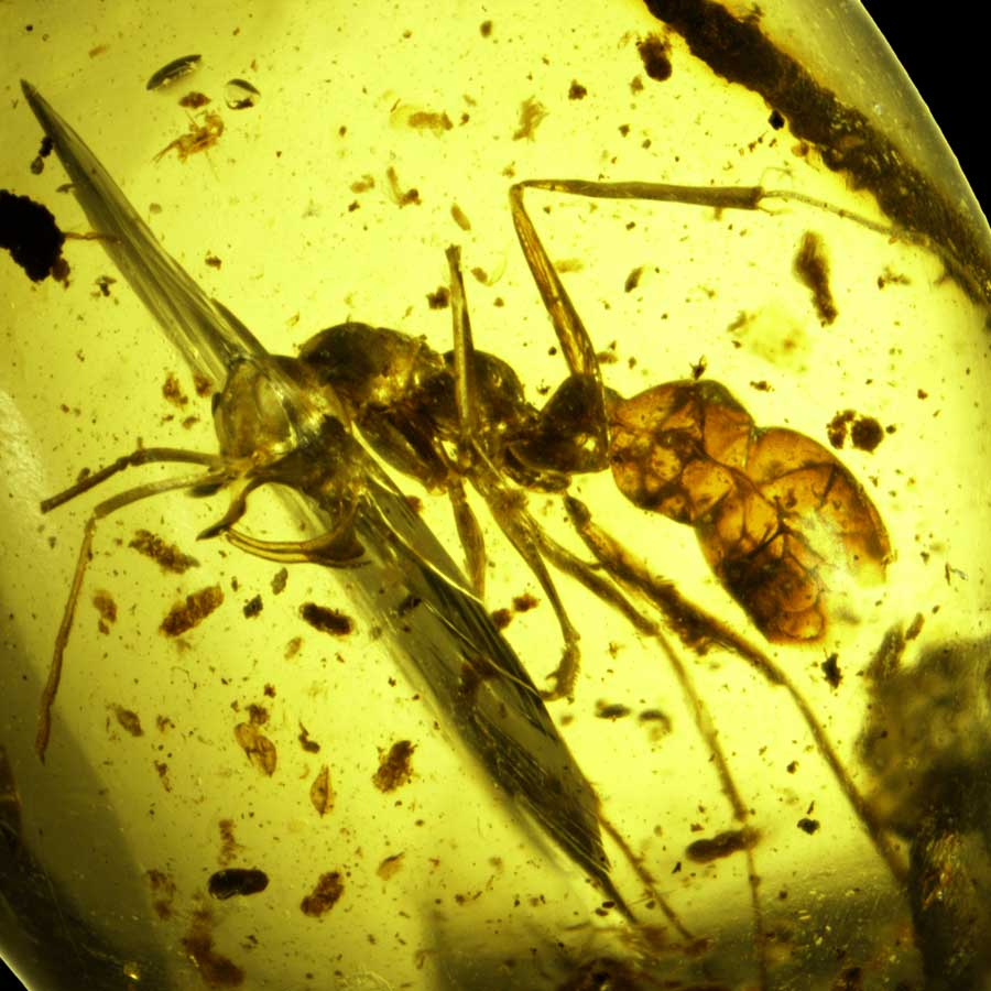 Scientists reveal life of cretaceous period ants in Fossil amber dgtl