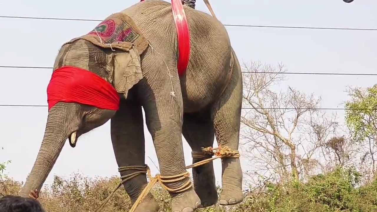 Elephan Attack in Bankura