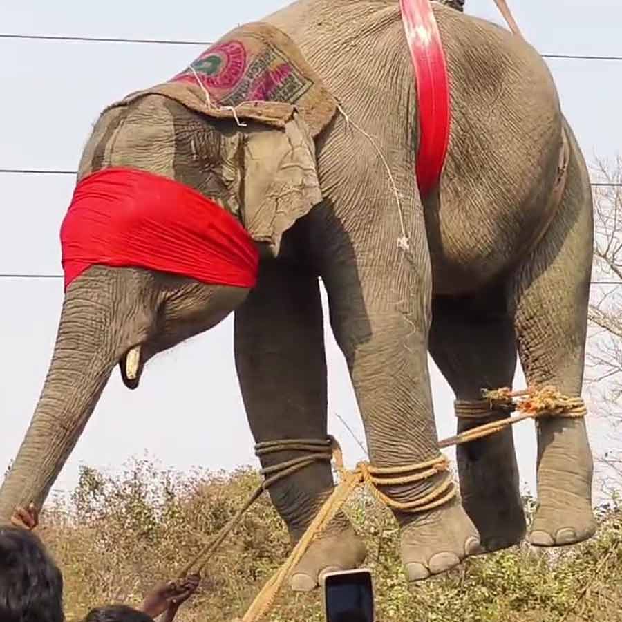 Elephan Attack in Bankura