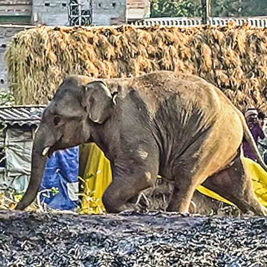 রাউৎখণ্ডে পাড়ায় পাড়ায় দাপাল হাতি। পরে কলাবনি গ্রামে ঘুমপাড়ানি গুলিতে বাগে আনা হয়। ছবি: শুভ্র মিত্র