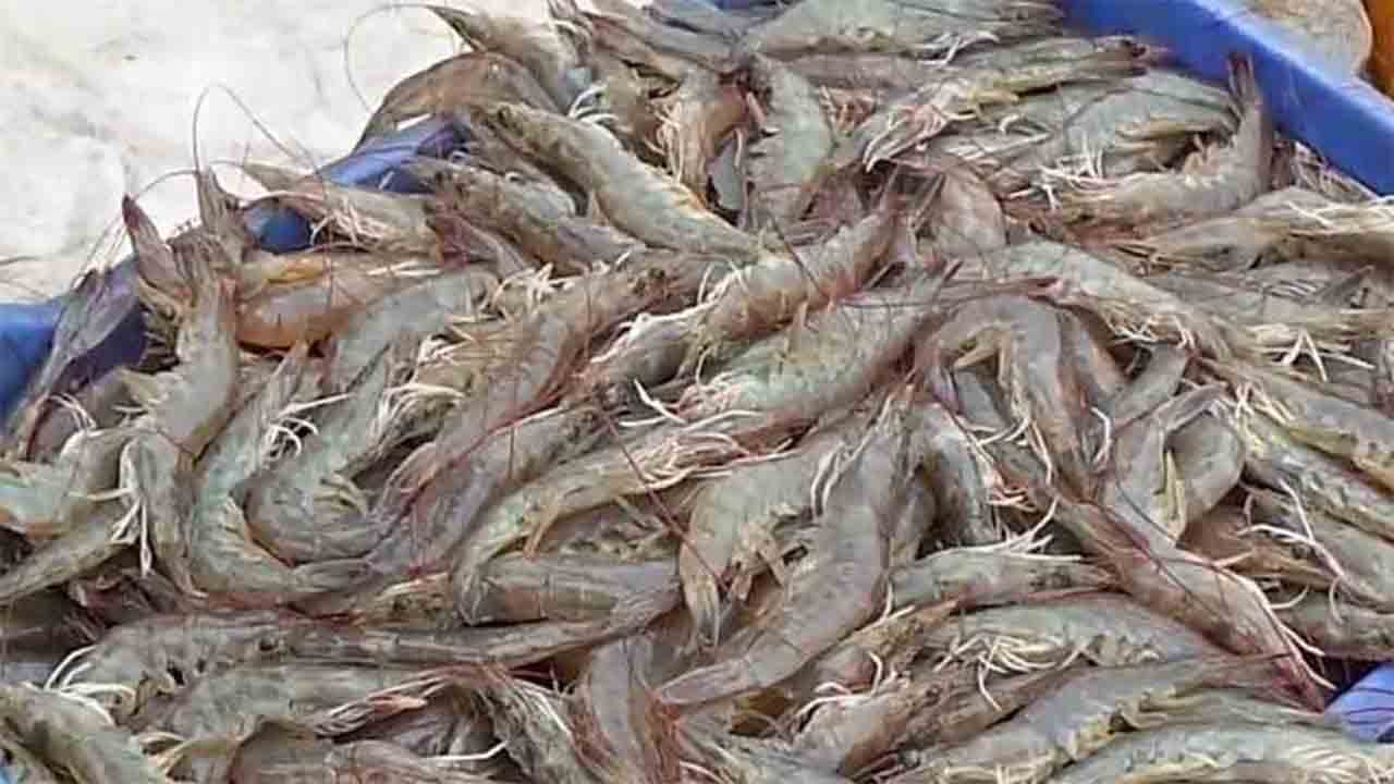 চিংড়ি রফতানিতে রেকর্ড।