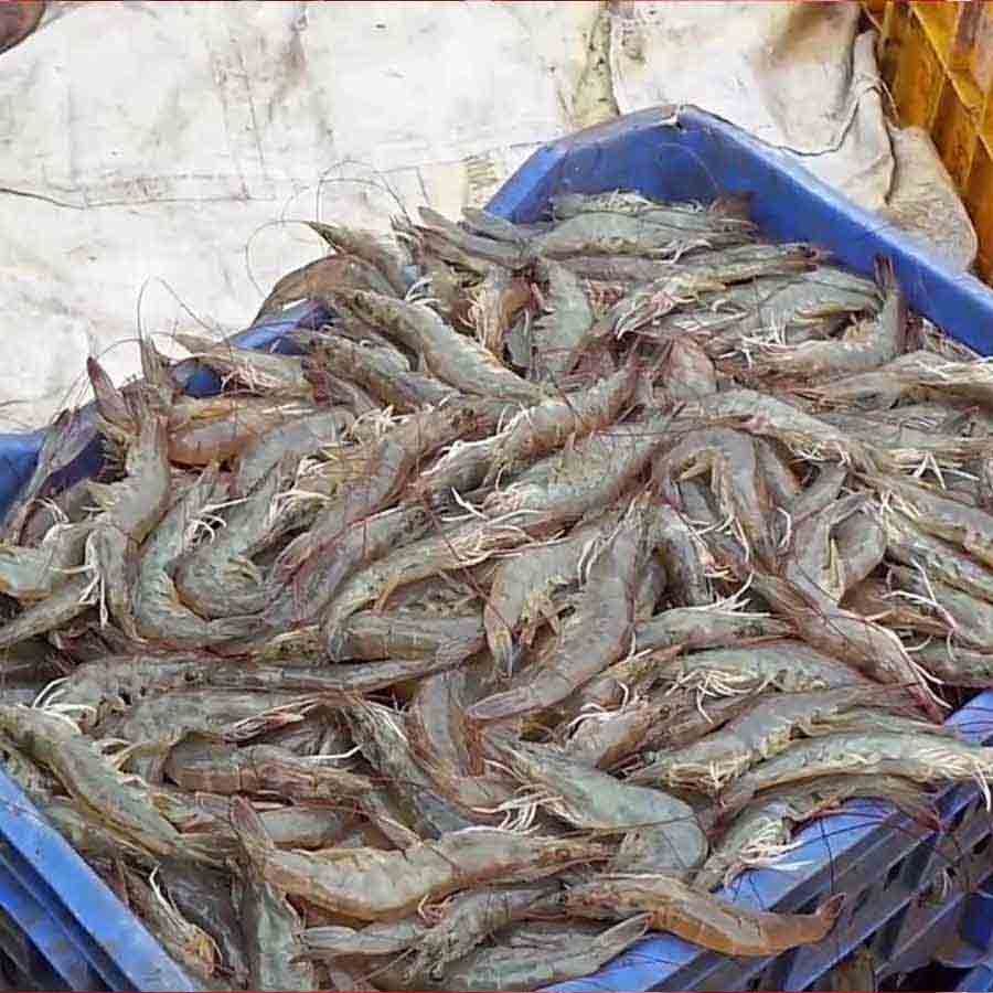 চিংড়ি রফতানিতে রেকর্ড।