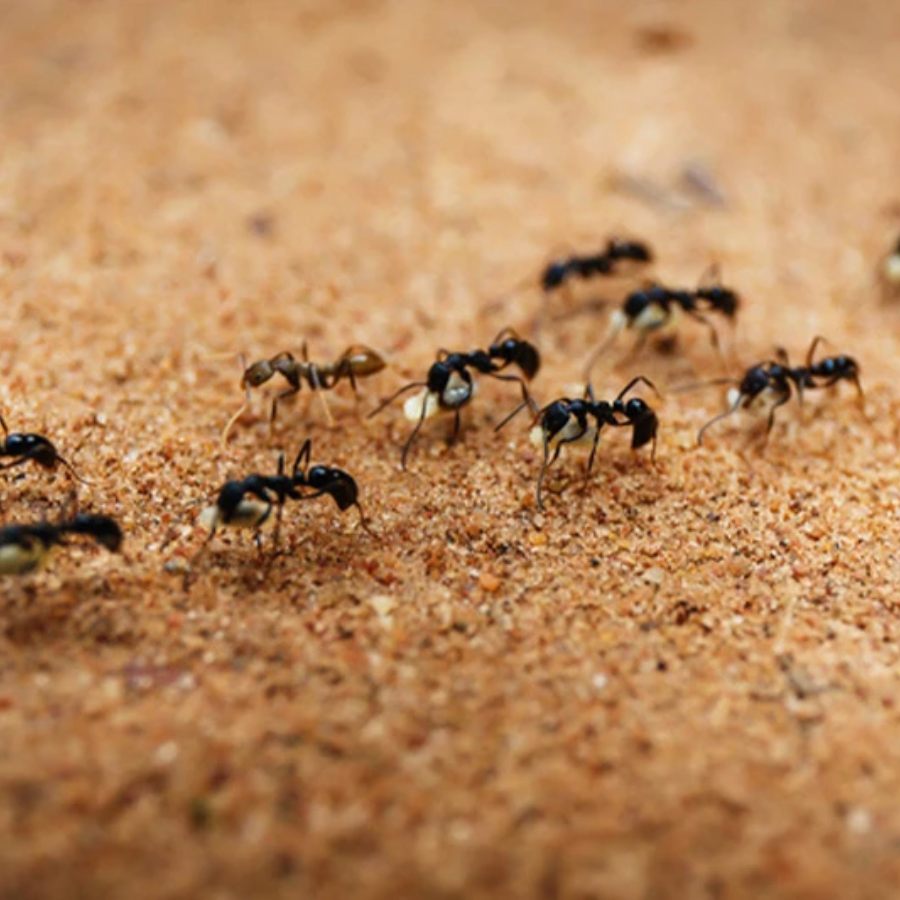 How to remove ants with home tricks dgtl