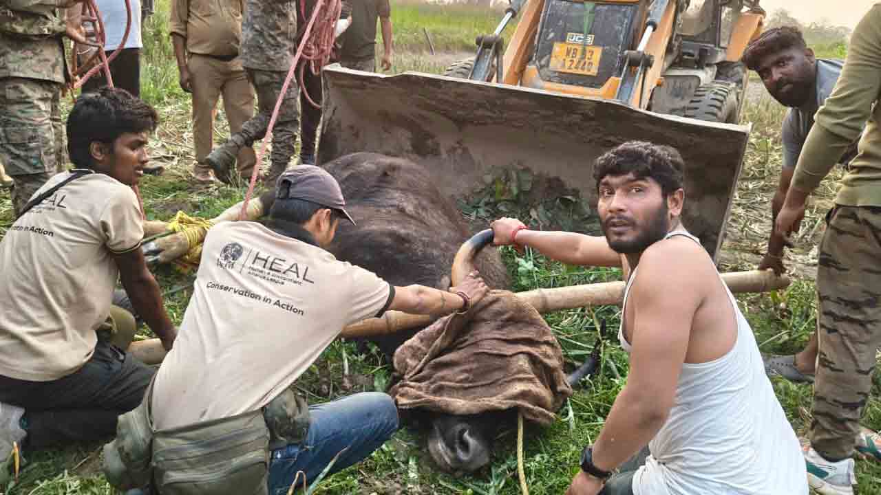 লোকালয়ে ঢুকে পড়া সেই বাইসন।