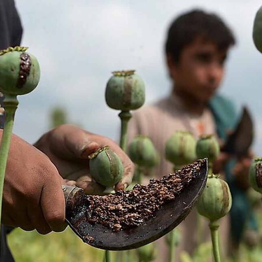 Chhattisgarh BJP Kisan Morcha leader allegedly cultivated opium in his farmland, arrested dgtl