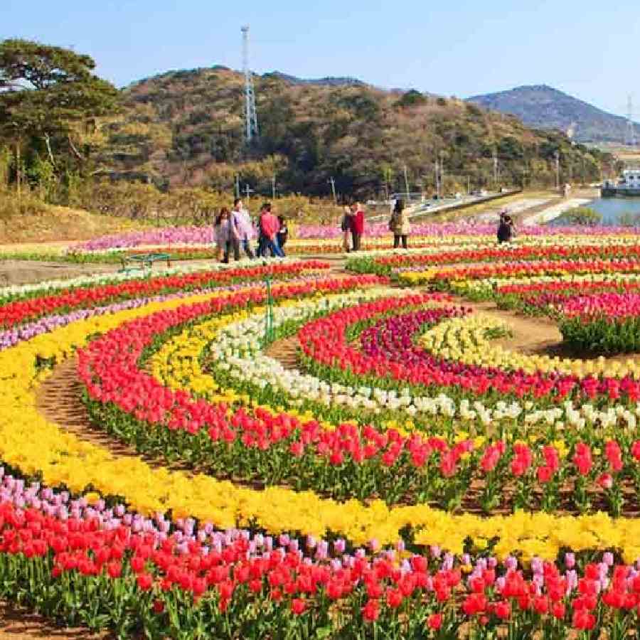 ফুলের সৌন্দর্যই হোক ভ্রমণের প্রেরণা।  চোখ ধাঁধানো ফুল-বাগিচা দেখতে কোথায় যাবেন?