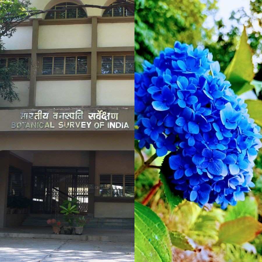 বটানিক্যাল সার্ভে অফ ইন্ডিয়া।
