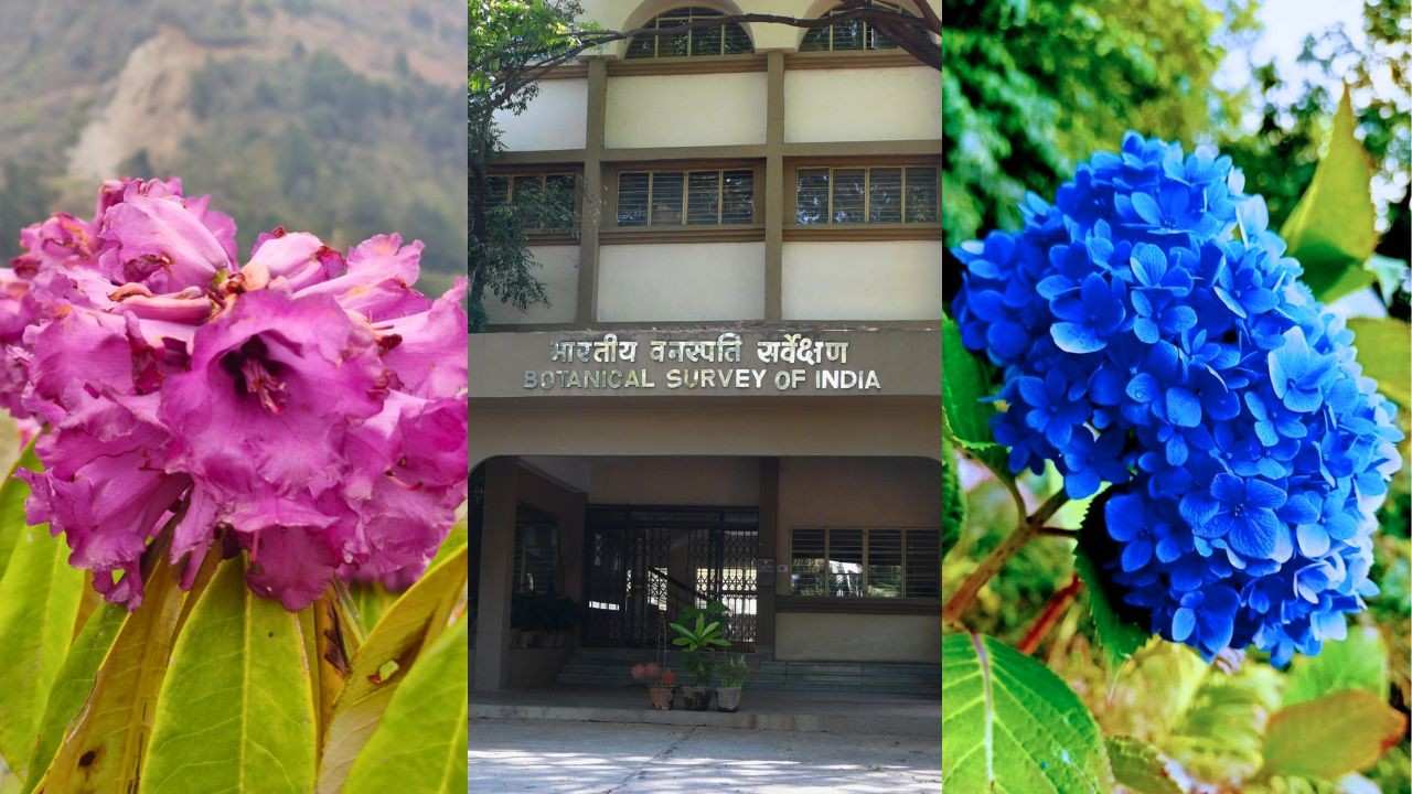 বটানিক্যাল সার্ভে অফ ইন্ডিয়া।