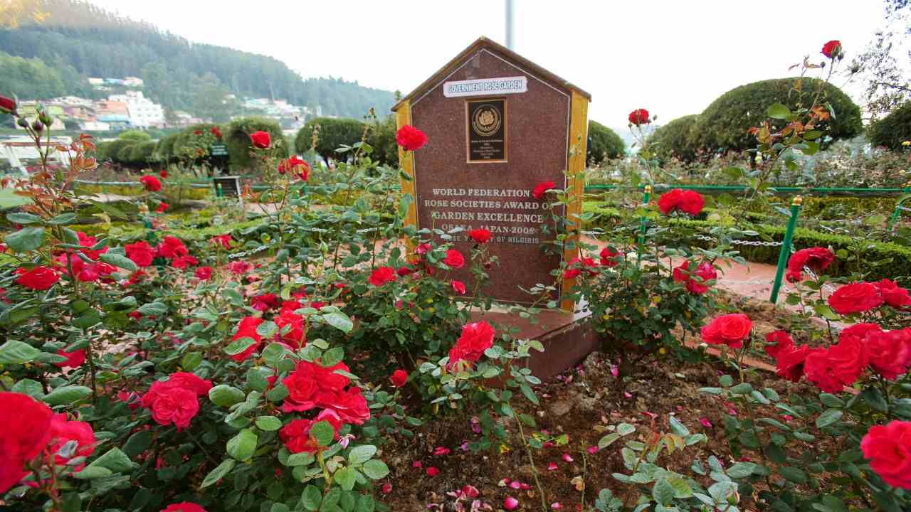 উটির গোলাপ বাগিচা।