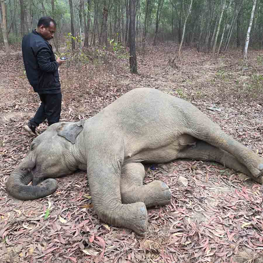 জঙ্গলে পড়ে হাতির মৃতদেহ।