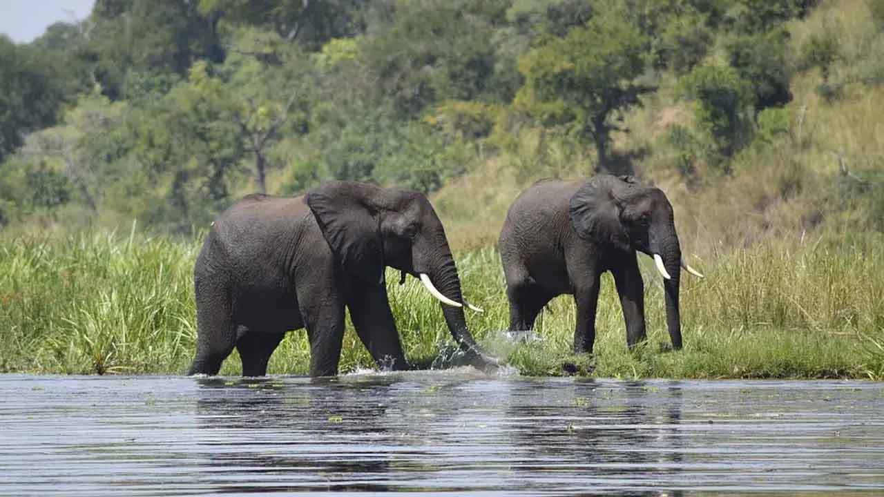 কোথায় থাকে হাতিরা, কী ভাবেই বা ঘোরাফেরা করে? যাবেন কি তাদের ডেরায়?