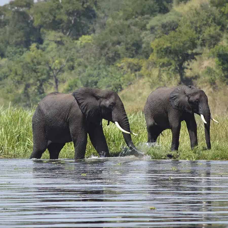 কোথায় থাকে হাতিরা, কী ভাবেই বা ঘোরাফেরা করে? যাবেন কি তাদের ডেরায়?