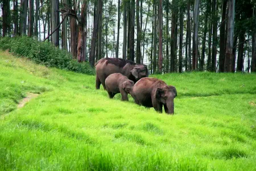 বন্দিপুর বা মুদুমালাই জাতীয় উদ্যানের পাশ দিয়ে যাওয়ার সময়েও কখনও দেখা মেলে হাতিদের।
